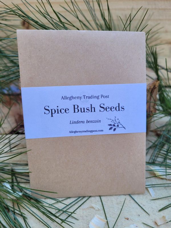 Spice Bush Seeds